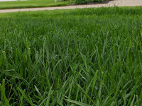 Down to Earth Lawn Care, Landscapers on Video Chat A Pro